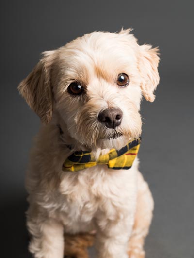 Small furry brown dog with yellow bowtie