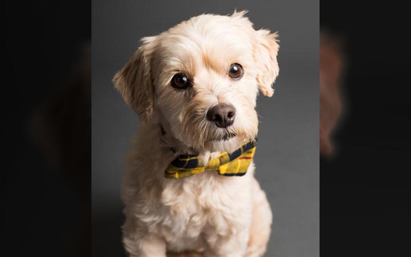 Small furry brown dog with yellow bowtie