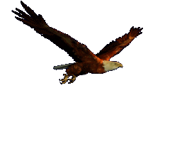 Eagle Flying